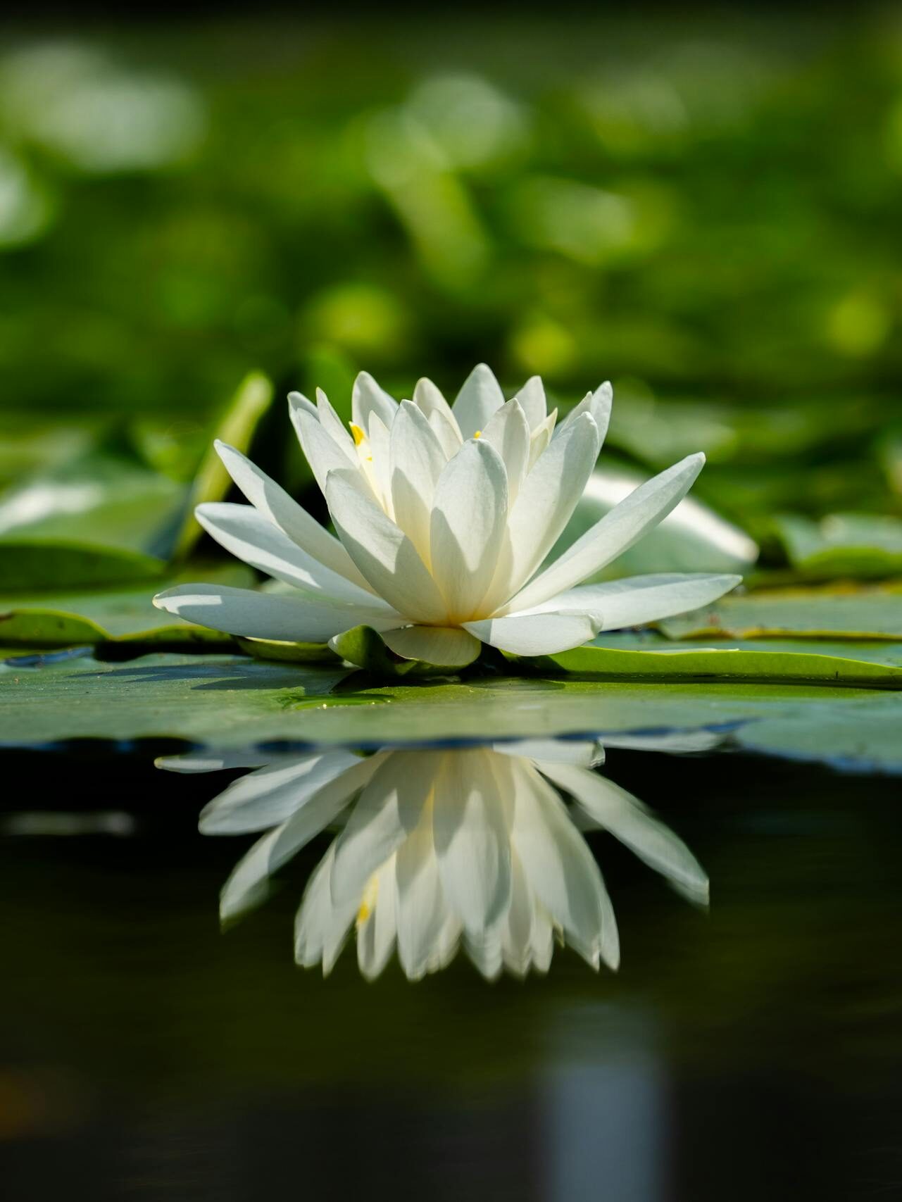 A peaceful white lotus flower floating on a calm pond with reflections, surrounded by vibrant green leaves.