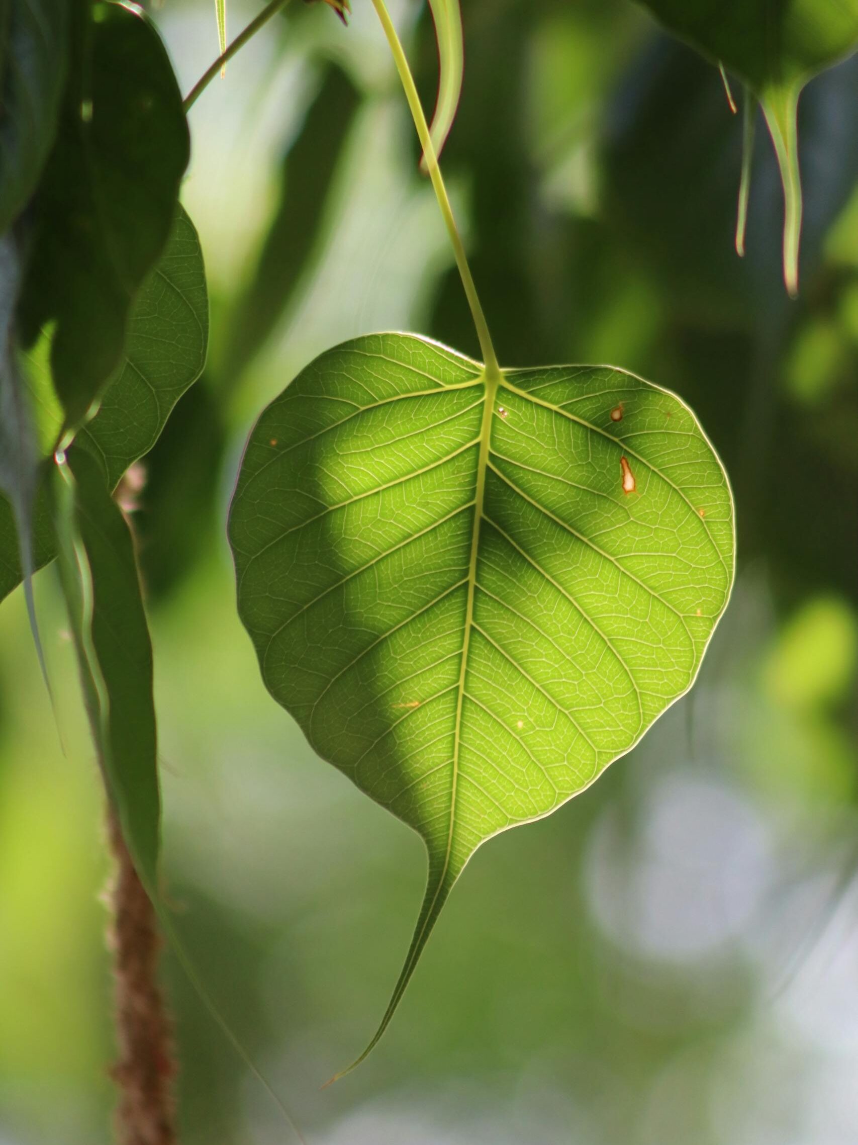 Detailed shot of a Bodhi leaf with sunlight filtering through in Lahore, Pakistan.