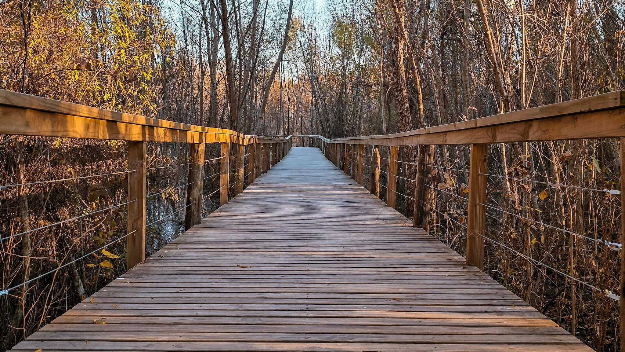 Serene wooden path through a lush forest in Buenos Aires, Argentina, showcasing natural beauty and tranquility.