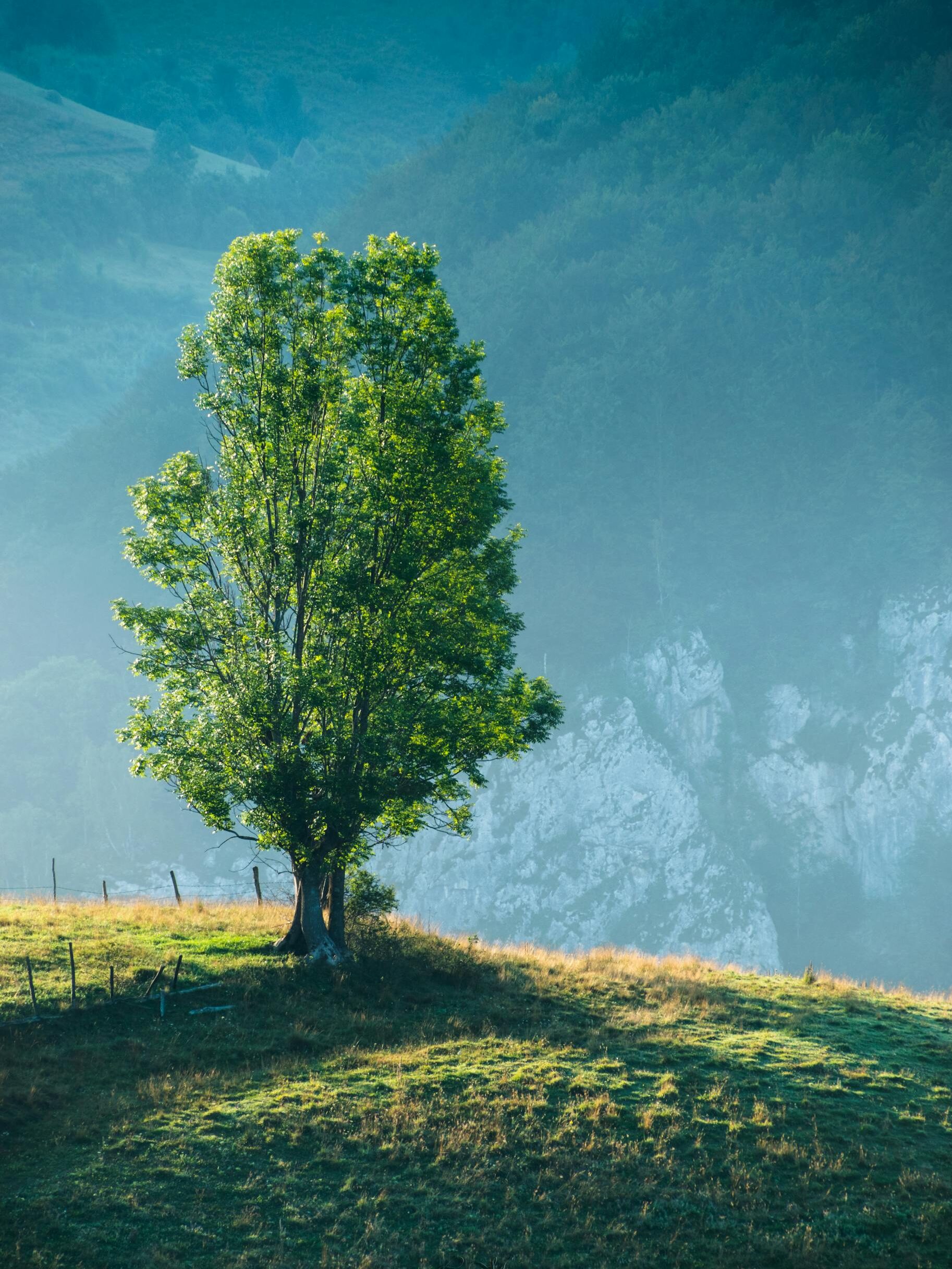 Tranquil landscape of a solitary tree on a grassy hillside, perfect for nature lovers.